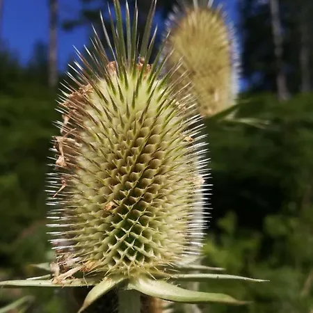 Seebacher Pensjonat 4*