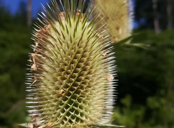 Seebacher Pensjonat 4*